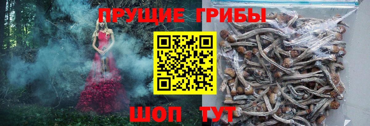 Псилоцибиновые грибы ЛСД  Псилоцибиновые грибы мицелий  продажа наркотиков  Вход с VPN  Мурино 